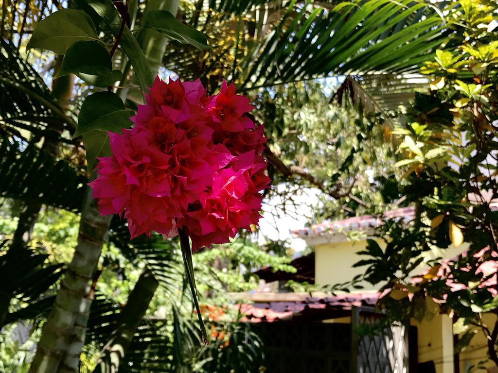 Casa Do Sandalo Boutique Guest House ディリ エクステリア 写真